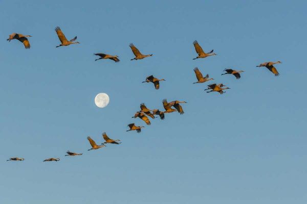New Mexico Sandhill cranes fly past full moon